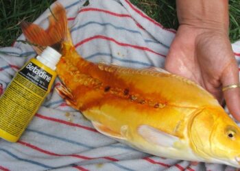 Quand donner à manger aux koï ?