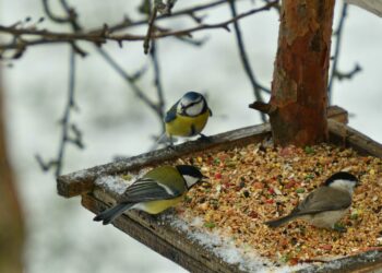 Quand donner à manger aux mésanges ?