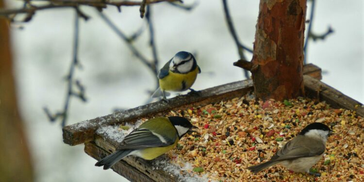 Quand donner à manger aux mésanges ?