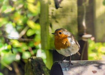 Quand donner à manger aux mésanges ?