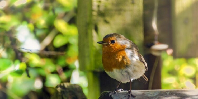 Quand donner à manger aux mésanges ?