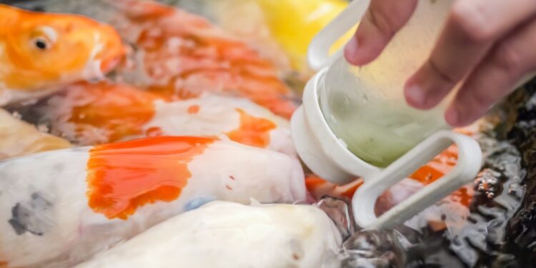 Quand donner à manger aux poissons de bassin ?