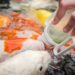 Quand donner à manger aux poissons de bassin ?