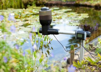 Quand donner à manger aux poissons de bassin ?