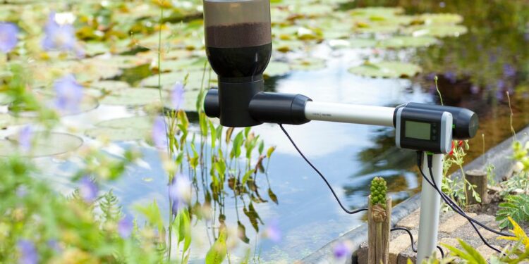 Quand donner à manger aux poissons de bassin ?