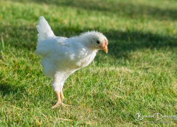 Quand donner de la verdure aux poussins ?