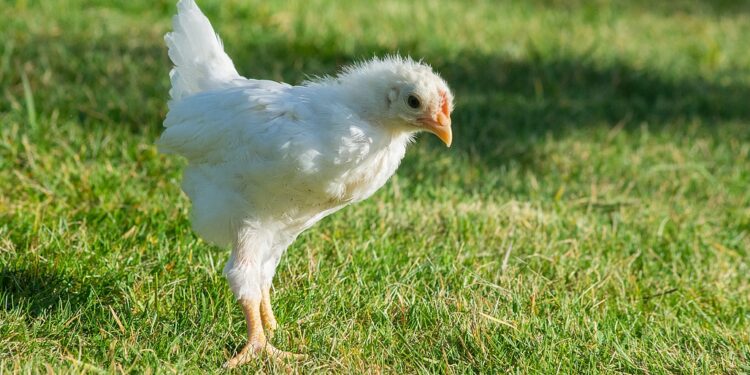 Quand donner de la verdure aux poussins ?