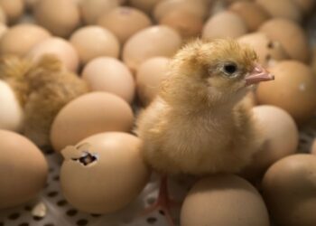 Quand donner de l'eau au poussin ?