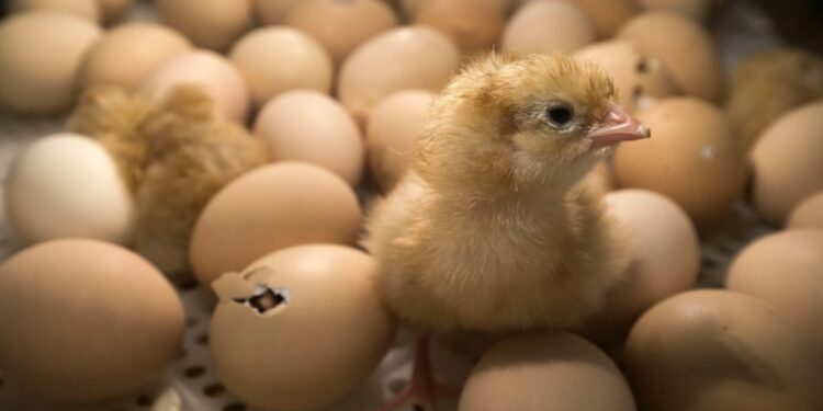 Quand donner de l'eau au poussin ?