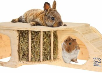 Quand donner du foin au lapin ?