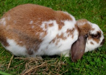 Quand dort un lapin bélier ?