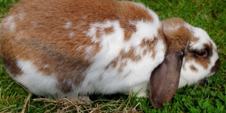 Quand dort un lapin bélier ?