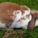 Quand dort un lapin bélier ?