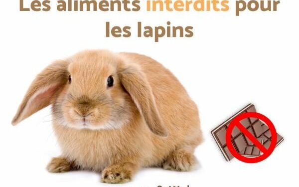 Quand dort un lapin bélier ?