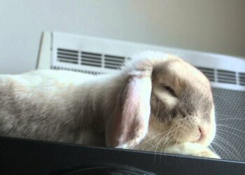 Quand dort un lapin bélier ?