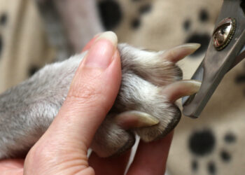 Quand emmener son chien chez le toiletteur ?