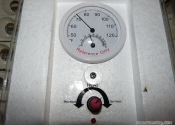 Quand enlever les séparation dans la couveuse ?