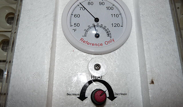 Quand enlever les séparation dans la couveuse ?