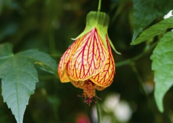 Quand fleurit abutilon ?