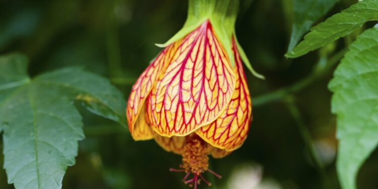 Quand fleurit abutilon ?