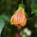 Quand fleurit abutilon ?