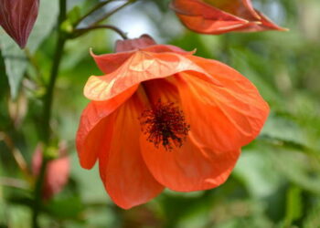 Quand fleurit abutilon ?
