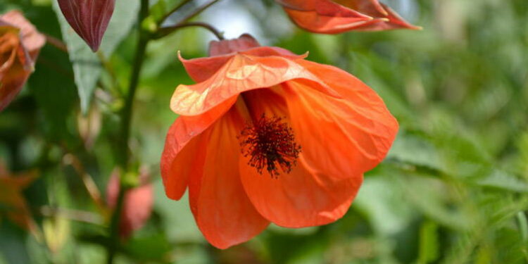 Quand fleurit abutilon ?
