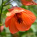 Quand fleurit abutilon ?