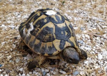 Quand grandit une tortue Hermann ?