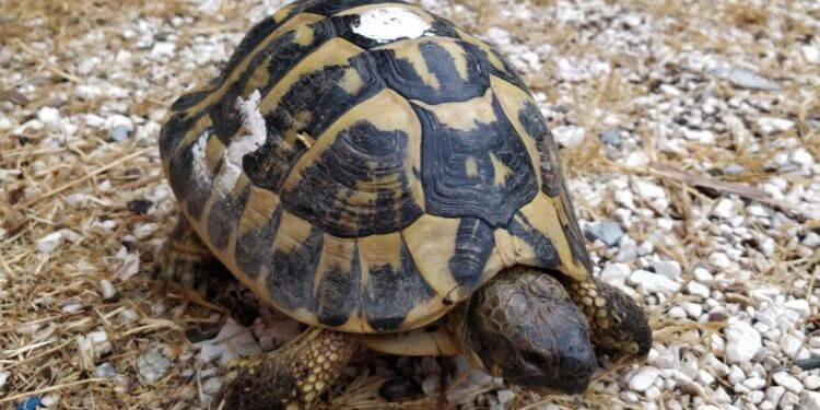 Quand grandit une tortue Hermann ?