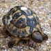Quand grandit une tortue Hermann ?