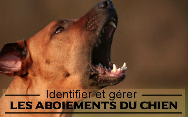 Quand il aboie ?
