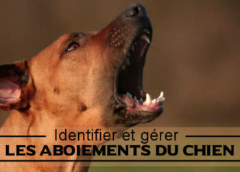 Quand il aboie ?