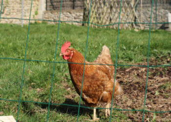 Quand installer des poules ?