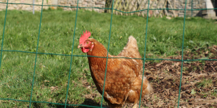 Quand installer des poules ?