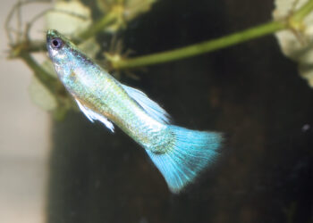 Quand isoler une femelle guppy pleine ?