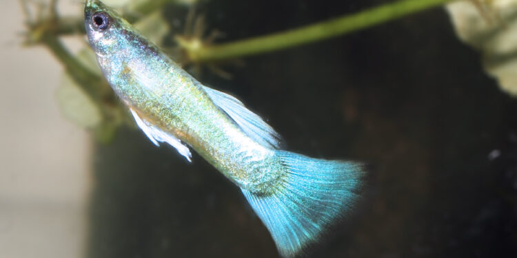 Quand isoler une femelle guppy pleine ?