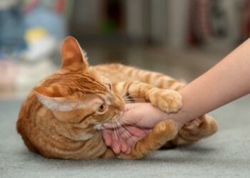 Quand je veux caresser mon chat il me mord ?