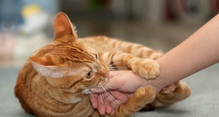 Quand je veux caresser mon chat il me mord ?