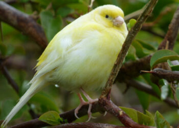 Quand la femelle canari Pond ?