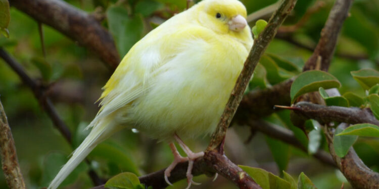 Quand la femelle canari Pond ?
