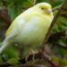 Quand la femelle canari Pond ?