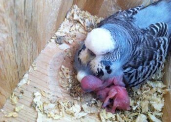 Quand la perruche Pond ?