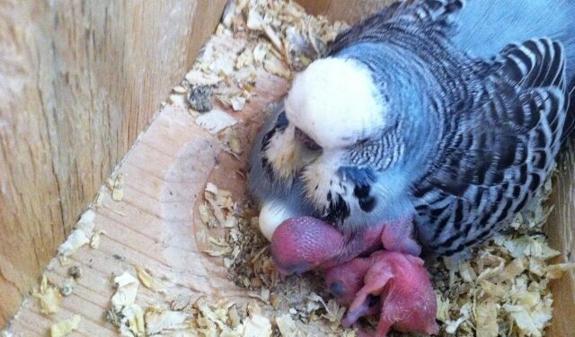 Quand la perruche Pond ?