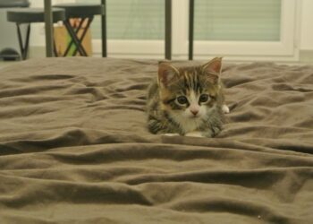 Quand laisser un chaton seul ?