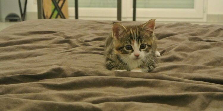 Quand laisser un chaton seul ?