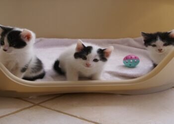 Quand laisser un chaton seul ?