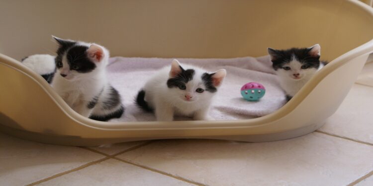 Quand laisser un chaton seul ?