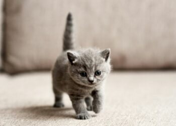 Quand laisser un chaton seul ?