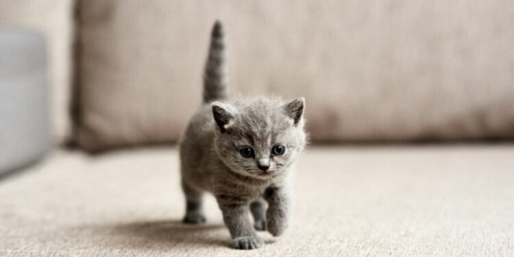 Quand laisser un chaton seul ?